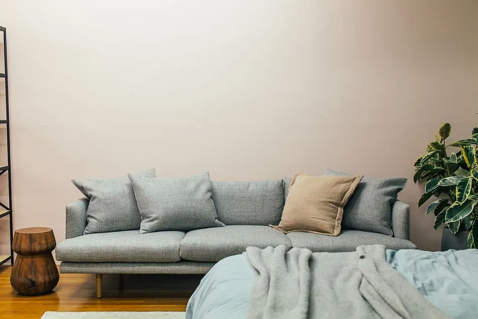 Soft gray sofa with cushions and comfortable bed with blanket in modern apartment decorated with fresh exotic potted inch plant